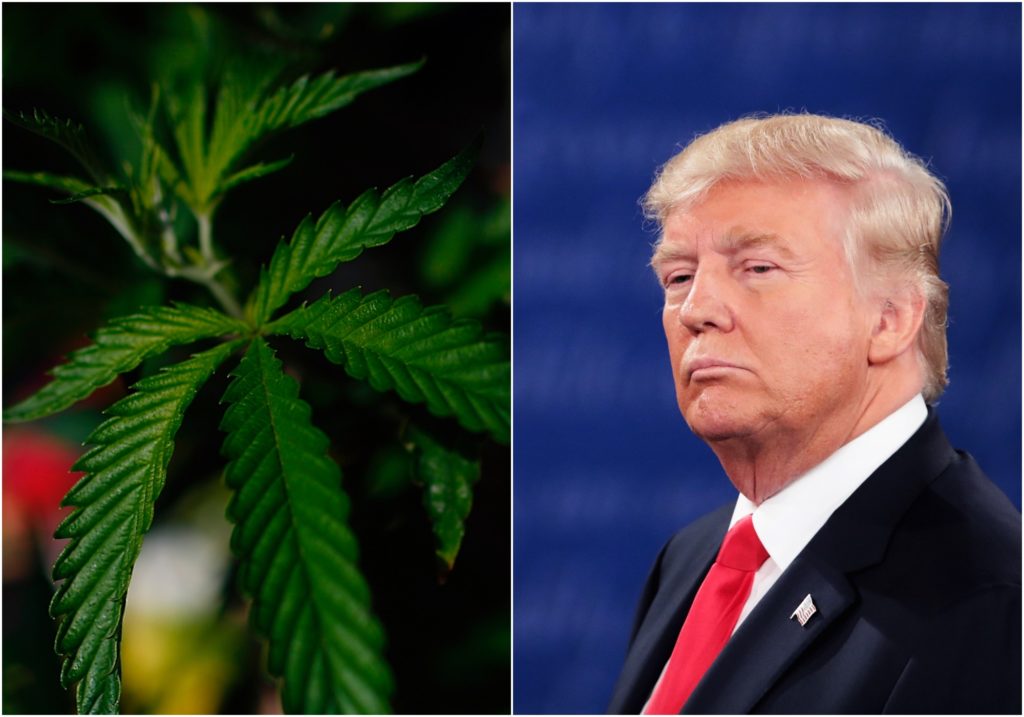 Donald Trump Marijuana