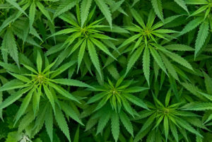 Cannabis Immature Plants