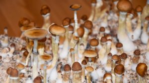 Mushrooms Header