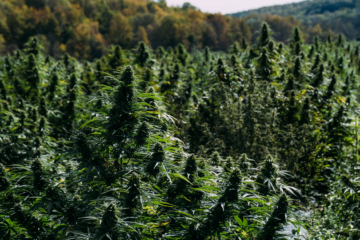 Emerge Law Group Challenges Sonoma County, California Policy of Fining Medical Cannabis Users as Illicit Commercial Growers