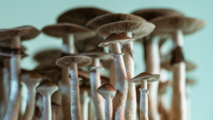 Mushrooms Seagreen BG